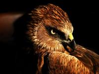 Circus aeruginosus - Western Marsh Harrier