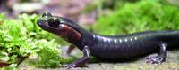 Image of: Plethodon jordani (Appalachian salamander)