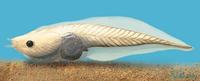 Image of: Rhinophrynus dorsalis (Mexican burrowing toad)
