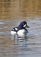 Bucephala islandica - Barrow's Goldeneye