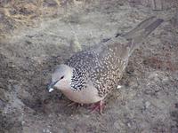 Streptopelia chinensis - Spotted Dove