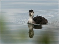 Fulica atra - Common Coot