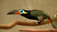 Selenidera culik - Guianan Toucanet