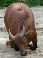 Syncerus caffer nanus - Forest Buffalo