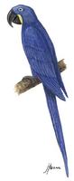 Image of: Anodorhynchus hyacinthinus (hyacinth macaw)