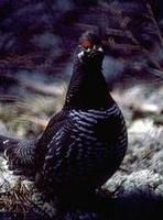Image of: Canachites canadensis (spruce grouse)