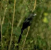 Image of: Crotophaga sulcirostris (groove-billed ani)