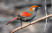 Image of: Garrulax milnei (red-tailed laughingthrush)