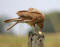 Image of: Milvago chimango (Chimango caracara)