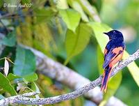 Image of: Pericrocotus solaris (grey-chinned minivet)