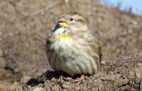 Image of: Petronia petronia (rock sparrow)