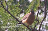 Image of: Spilornis cheela (crested serpent-eagle)