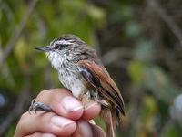 Image of: Synallaxis stictothorax (necklaced spinetail)