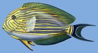 Image of: Acanthurus lineatus (lined surgeonfish)