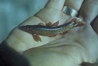 Image of: Rhinichthys cobitis (loach dace)