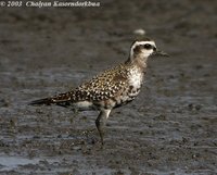 American Golden Plover - Pluvialis dominicus