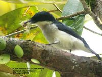 Black-winged Flycatcher-shrike - Hemipus hirundinaceus