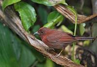 Red-crowned Ant-Tanager (Habia rubica) photo