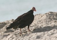 Turkey Vulture - Cathartes aura