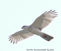 Gray Goshawk - Accipiter novaehollandiae