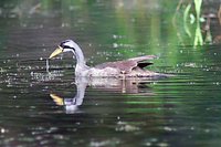 Masked Finfoot - Heliopais personata