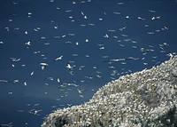 Northern Gannet (Morus bassanus) photo