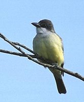 Thick-billed Kingbird (Tyrannus crassirostris) photo