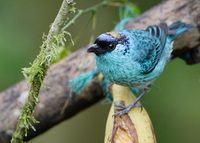 Golden-naped Tanager (Tangara ruficervix) photo