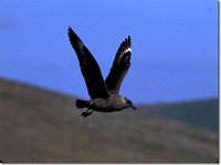 Brown Skua - Stercorarius antarctica