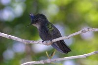 Antillean Crested Hummingbird - Orthorhyncus cristatus