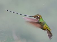 Sword-billed Hummingbird - Ensifera ensifera