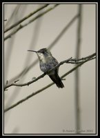 Peruvian Sheartail - Thaumastura cora