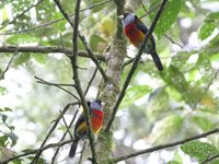 Toucan Barbet - Semnornis ramphastinus