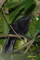 Large-tailed Antshrike - Mackenziaena leachii