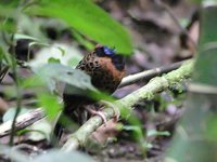 Occellated Antbird - Phaenostictus mcleannani