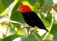 Red-capped Manakin - Pipra mentalis