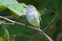 Gray Elaenia - Myiopagis caniceps