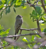 Dusky Flycatcher - Empidonax oberholseri