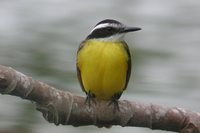 Lesser Kiskadee - Philohydor lictor