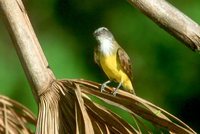 Sulphury Flycatcher - Tyrannopsis sulphurea