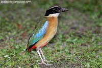 Blue-winged Pitta - Pitta moluccensis