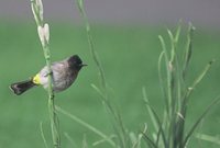 Common Bulbul - Pycnonotus barbatus