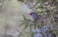 Madagascar Bulbul - Hypsipetes madagascariensis