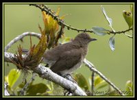 Black-billed Thrush - Turdus ignobilis