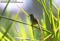 Yellow-bellied Prinia - Prinia flaviventris