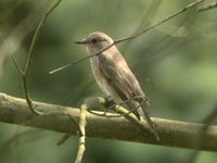 Spotted Flycatcher - Muscicapa striata