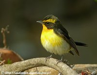 Narcissus Flycatcher - Ficedula narcissina