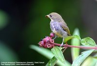 Crimson-breasted Flowerpecker - Prionochilus percussus