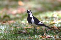 Magpie-lark - Grallina cyanoleuca