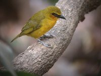 Black-necked Weaver - Ploceus nigricollis